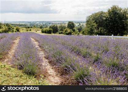 Beautiful image of lavender field. Lavender flower field. Beautiful image of lavender field. Lavender flower field.