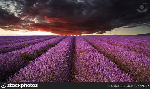 Beautiful image of lavender field Summer sunset landscape under red stormy sky