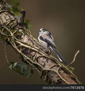 Beautiful image of Long Tailed Tit bird Aegithalos Caudatus on branch in Spring sunshine