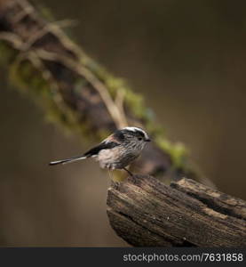 Beautiful image of Long Tailed Tit bird Aegithalos Caudatus on branch in Spring sunshine