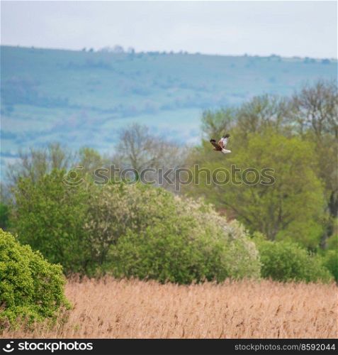 Beautiful image of Marsh Harrier Circus Aeruginosus raptor in flight hunting for food over wetlands landscape in Spring