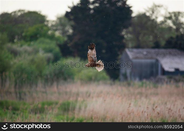Beautiful image of Marsh Harrier Circus Aeruginosus raptor in flight hunting for food over wetlands landscape in Spring