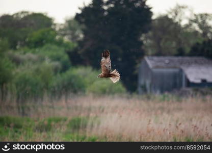 Beautiful image of Marsh Harrier Circus Aeruginosus raptor in flight hunting for food over wetlands landscape in Spring