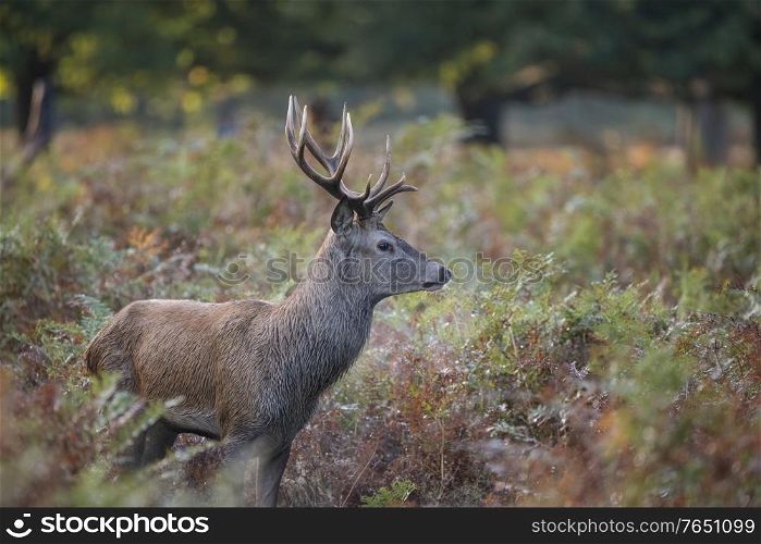 Beautiful image of red deer stag in colorful Autumn Fall landscape forest