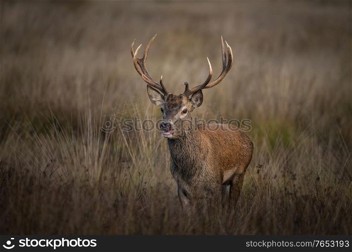 Beautiful image of red deer stag in colorful Autumn Fall landscape forest