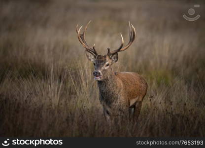 Beautiful image of red deer stag in colorful Autumn Fall landscape forest