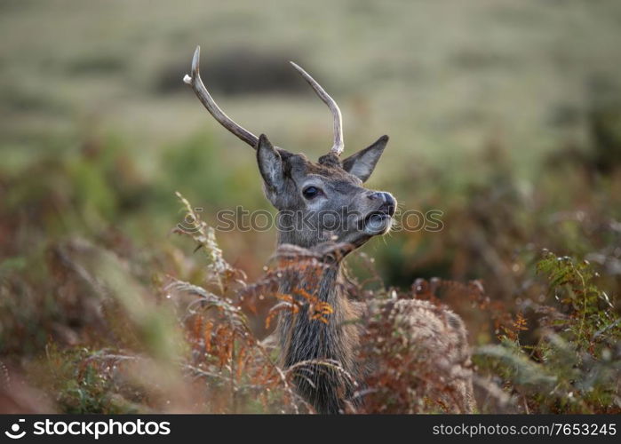 Beautiful image of red deer stag in colorful Autumn Fall landscape forest