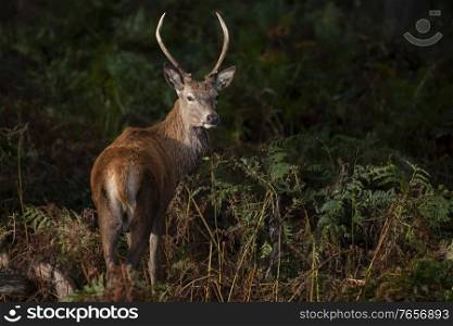 Beautiful image of red deer stag in colorful Autumn Fall landscape forest 