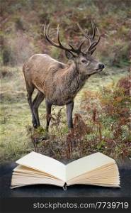 Beautiful image of red deer stag in colorful Autumn Fall landscape forest coming out of pages in book composite image