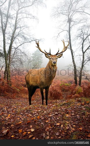 Beautiful image of red deer stag in forest landscape of foggy misty forest in Autumn Fall