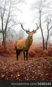 Beautiful image of red deer stag in forest landscape of foggy misty forest in Autumn Fall