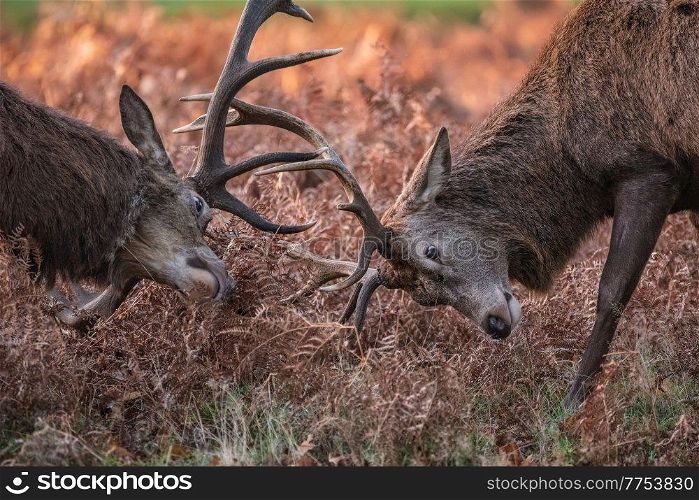 Beautiful image of red deer stags Cervus Elaphus clashing antlers during rut season in golden woodland landscape