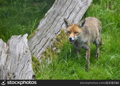 Beautiful image of red fox vulpes vulpes in lush Summer countryside landscape