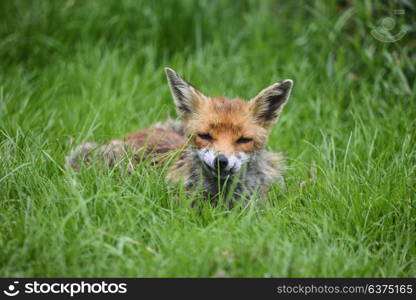 Beautiful image of red fox vulpes vulpes in lush Summer countryside landscape