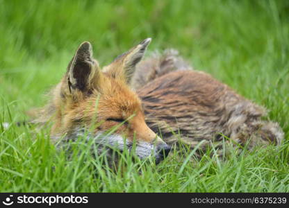 Beautiful image of red fox vulpes vulpes in lush Summer countryside landscape
