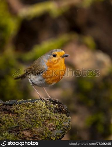 Beautiful image of Robin Red Breast bird Erithacus Rubecula on branch in Spring sunshine