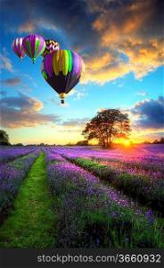 Beautiful image of stunning sunset with atmospheric clouds and sky over vibrant ripe lavender fields in English countryside landscape with hot air balloons flying high