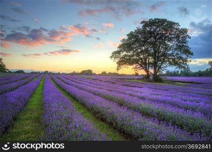 Beautiful image of stunning sunset with atmospheric clouds and sky over vibrant ripe lavender fields in English countryside landscape