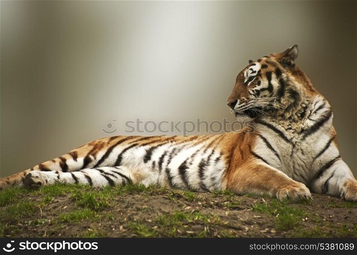 Beautiful image of tiger relaxing on grassy bank
