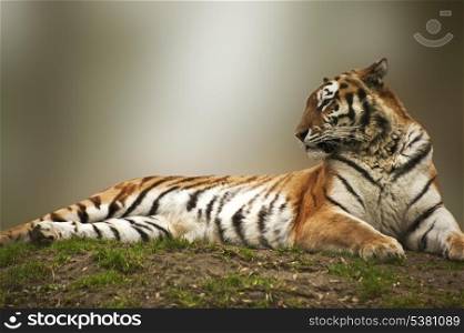 Beautiful image of tiger relaxing on grassy bank