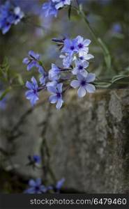 Beautiful image of wild blue phlox flower in Spring overflowing . Fine art image of wild blue phlox flower in Spring overflowing from vintage planter box