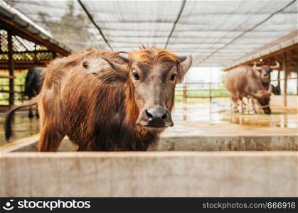 Beautiful innocent face young Asian water buffalo in local dairy farm in Southeast Asia, Laos or Thailand