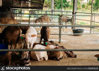 Beautiful innocent face young Asian water buffalos in local dairy farm in Southeast Asia, Laos or Thailand