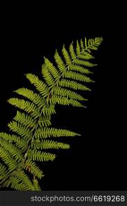 Beautiful intimate landscape detail image of fern in forest lit by sun against black background