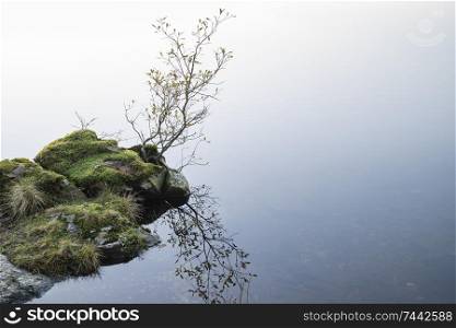 Beautiful intimate landscape image during Autumn Fall of small tree growing against still lake in background