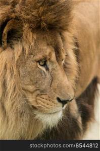 Beautiful intimate portrait image of King of the Jungle Barbary . Stunning intimate portrait image of King of the Jungle Barbary Atlas Lion Panthera Leo