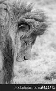 Beautiful intimate portrait image of King of the Jungle Barbary . Stunning intimate portrait image of King of the Jungle Barbary Atlas Lion Panthera Leo in black and white