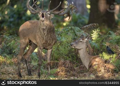 Beautiful intimate tender moment between red deer stag and hind doe during rutting season with stag bellowing