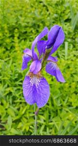 Beautiful iris flower close-up