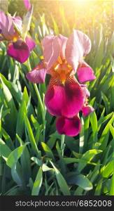Beautiful iris flower in sunlight, close-up