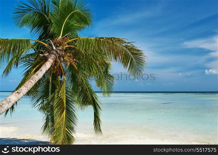 Beautiful island beach with palm tree at Maldives