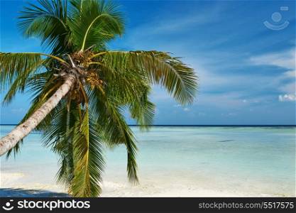 Beautiful island beach with palm tree at Maldives