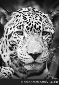 Beautiful Jaguar cat (Panthera Onca) in close up portrait in stunning black and white