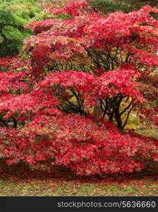 Beautiful Japanese maple acer tree in full Autumn color