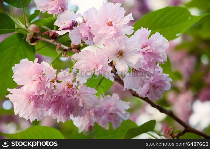 Beautiful japanese sakura blossom in spring time. Nature background with pink cherry flowers and green leaves. Beautiful japanese sakura blossom