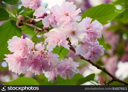 Beautiful japanese sakura blossom in spring time. Nature background with pink cherry flowers and green leaves. Beautiful japanese sakura blossom