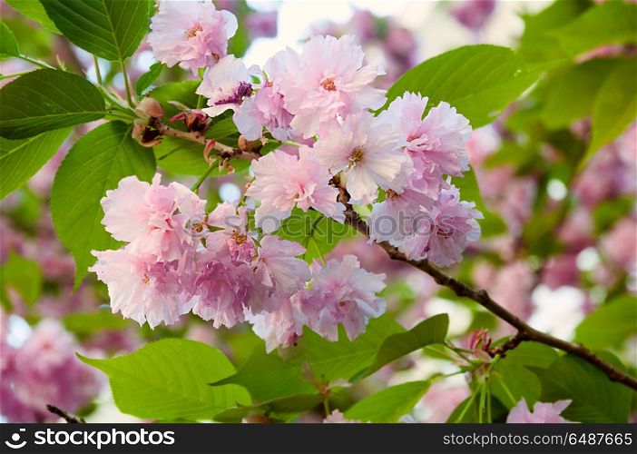 Beautiful japanese sakura blossom in spring time. Nature background with pink cherry flowers and green leaves. Sakura blossom in spring time