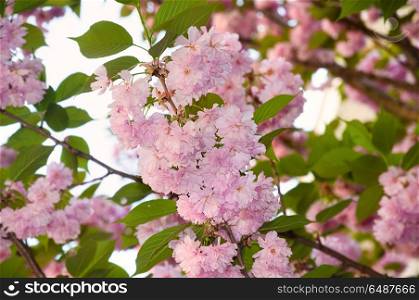 Beautiful japanese sakura blossom in spring time. Nature background with pink cherry flowers and green leaves. Pink cherry flowers