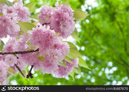 Beautiful japanese sakura blossom in spring time. Pink cherry flowers on a green leaves background. Sakura blossom in spring time