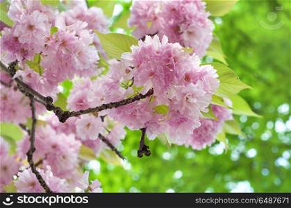 Beautiful japanese sakura blossom in spring time. Pink cherry flowers on a green leaves background. Pink cherry flowers and green leaves