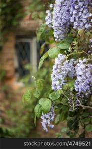 Beautiful Japanese Wisteria climbing old brick wall in English country garden
