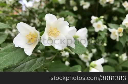Beautiful jasmine white flowers, close-up