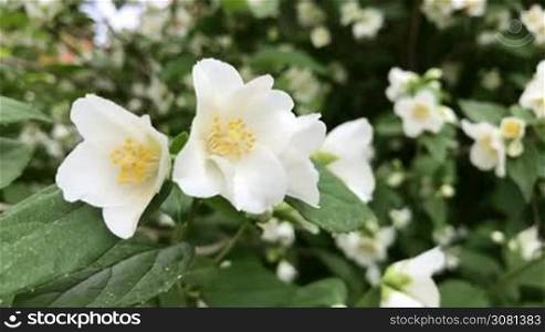 Beautiful jasmine white flowers, close-up