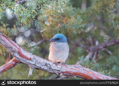 Beautiful jay sitting on the branch