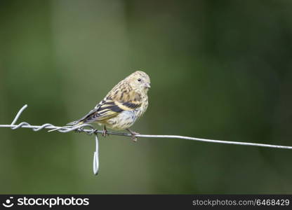 Beautiful juvenile Siskin bird Spinus Spinus on barb wire in woodland landscape setting