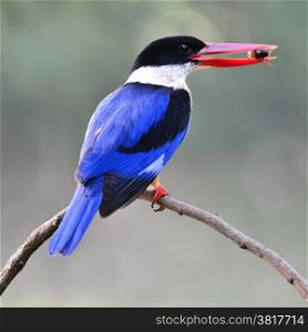Beautiful Kingfisher bird, Black-capped Kingfisher (Halcyon pileata), standing on a branch, back profile